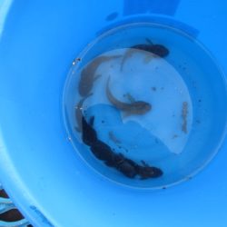 オリジナルメーカー海づり公園(市原市海づり施設) 釣果