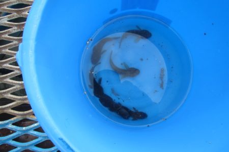 オリジナルメーカー海づり公園(市原市海づり施設) 釣果