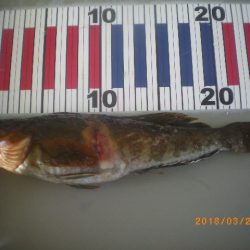 姫路市立遊魚センター 釣果