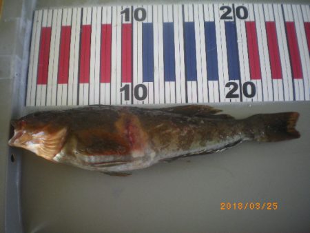 姫路市立遊魚センター 釣果