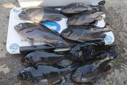 伊豆下田フィッシング 釣果