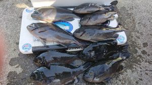 伊豆下田フィッシング 釣果