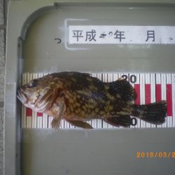 姫路市立遊魚センター 釣果