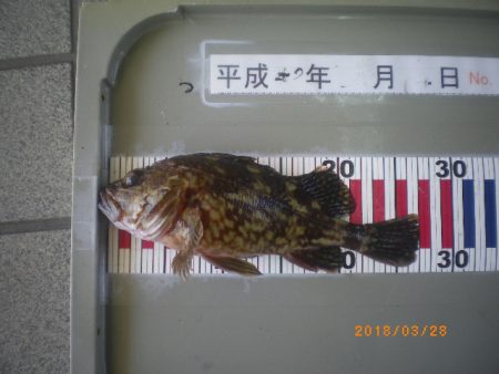 姫路市立遊魚センター 釣果