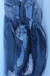 伊豆下田フィッシング 釣果