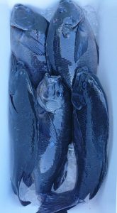 伊豆下田フィッシング 釣果