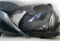 伊豆下田フィッシング 釣果