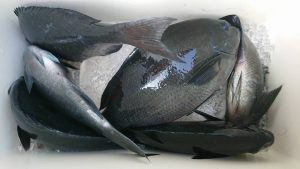 伊豆下田フィッシング 釣果