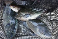 伊豆下田フィッシング 釣果