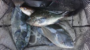伊豆下田フィッシング 釣果