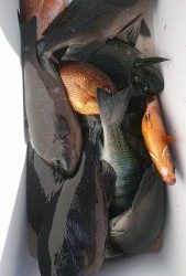 伊豆下田フィッシング 釣果