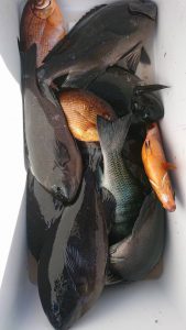 伊豆下田フィッシング 釣果