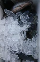 伊豆下田フィッシング 釣果