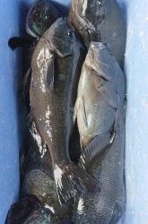 伊豆下田フィッシング 釣果