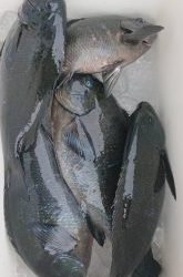 伊豆下田フィッシング 釣果