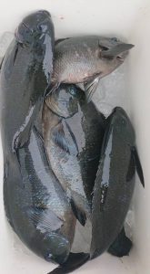 伊豆下田フィッシング 釣果