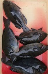 伊豆下田フィッシング 釣果