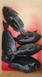 伊豆下田フィッシング 釣果