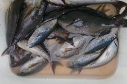 伊豆下田フィッシング 釣果