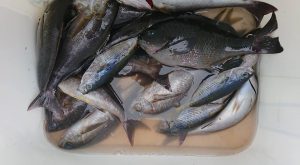 伊豆下田フィッシング 釣果