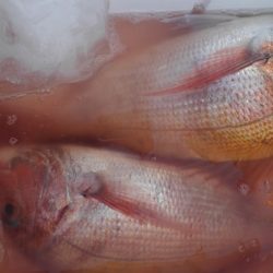 遊漁船 新鋭丸 釣果