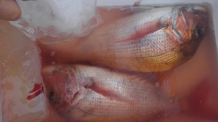 遊漁船 新鋭丸 釣果