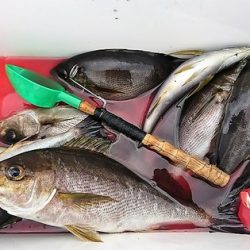 しば渡船 釣果