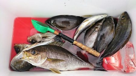 しば渡船 釣果