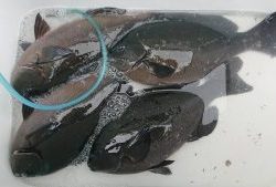 伊豆下田フィッシング 釣果