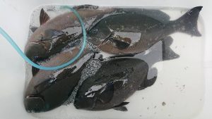 伊豆下田フィッシング 釣果