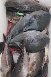 伊豆下田フィッシング 釣果