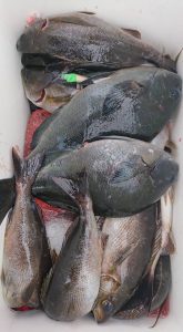 伊豆下田フィッシング 釣果