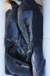 伊豆下田フィッシング 釣果