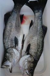 伊豆下田フィッシング 釣果