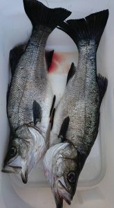 伊豆下田フィッシング 釣果