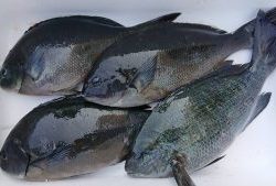 伊豆下田フィッシング 釣果