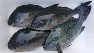 伊豆下田フィッシング 釣果