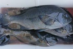 伊豆下田フィッシング 釣果