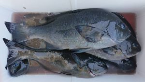 伊豆下田フィッシング 釣果