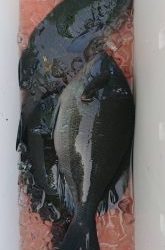 伊豆下田フィッシング 釣果