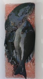 伊豆下田フィッシング 釣果