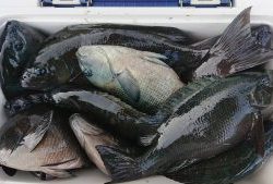 伊豆下田フィッシング 釣果