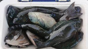 伊豆下田フィッシング 釣果