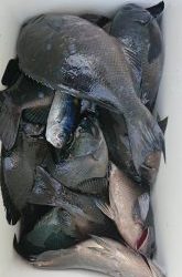 伊豆下田フィッシング 釣果