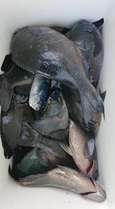 伊豆下田フィッシング 釣果