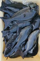 伊豆下田フィッシング 釣果