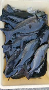 伊豆下田フィッシング 釣果