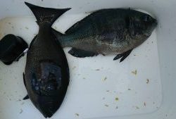 伊豆下田フィッシング 釣果