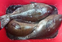 伊豆下田フィッシング 釣果