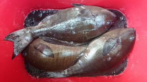 伊豆下田フィッシング 釣果